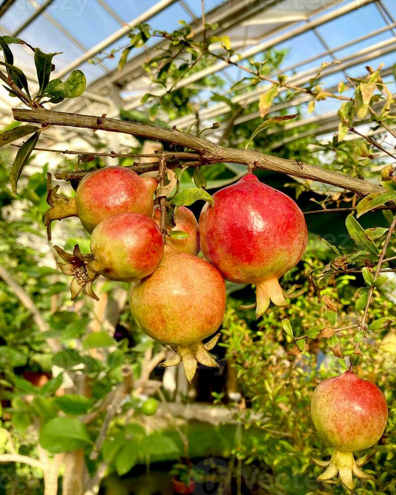 Melograno frutta crescere su Melograno albero nel estate interno giardino o serra. avvicinamento. foto