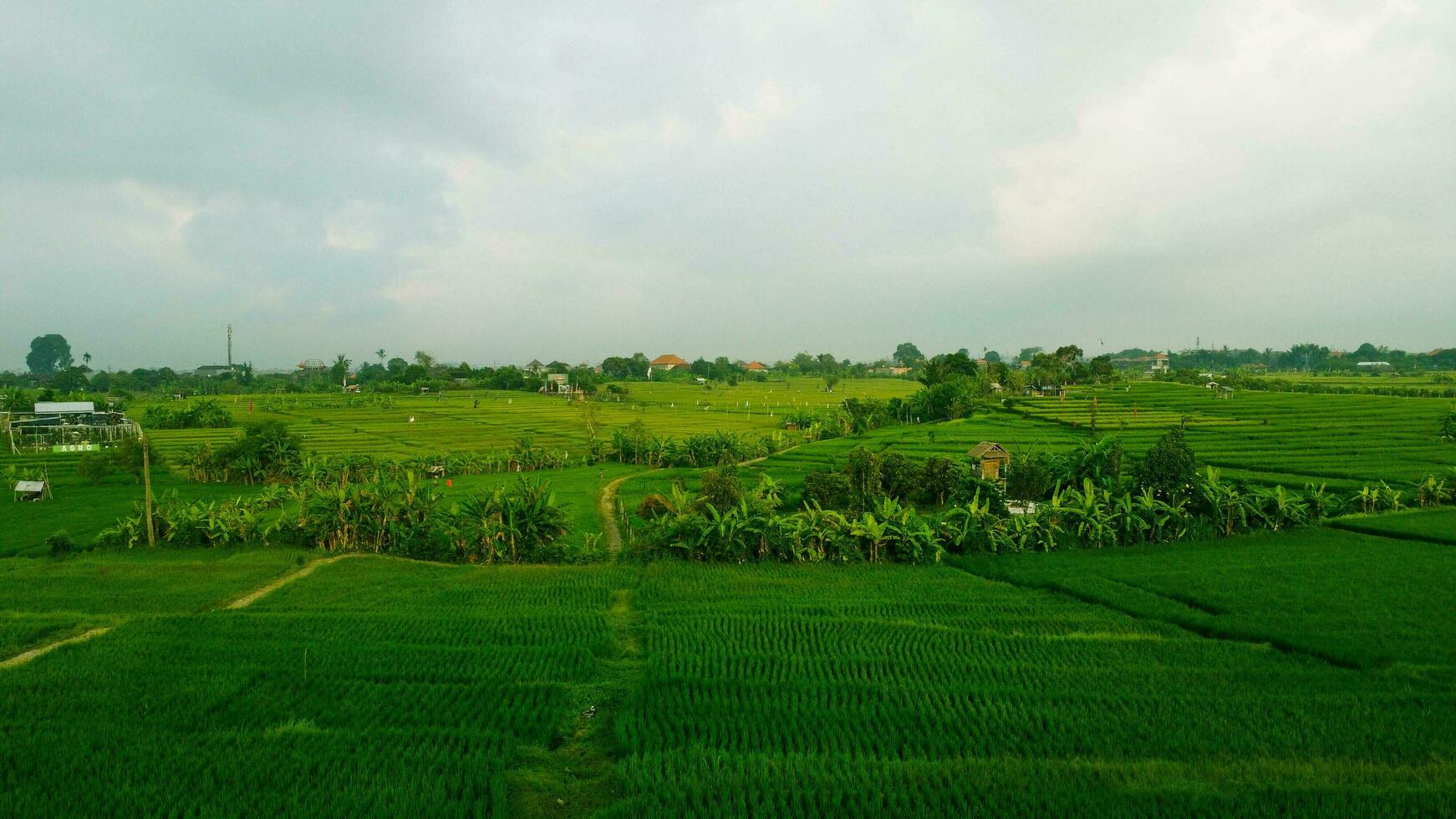 paesaggio di verde riso campo foto