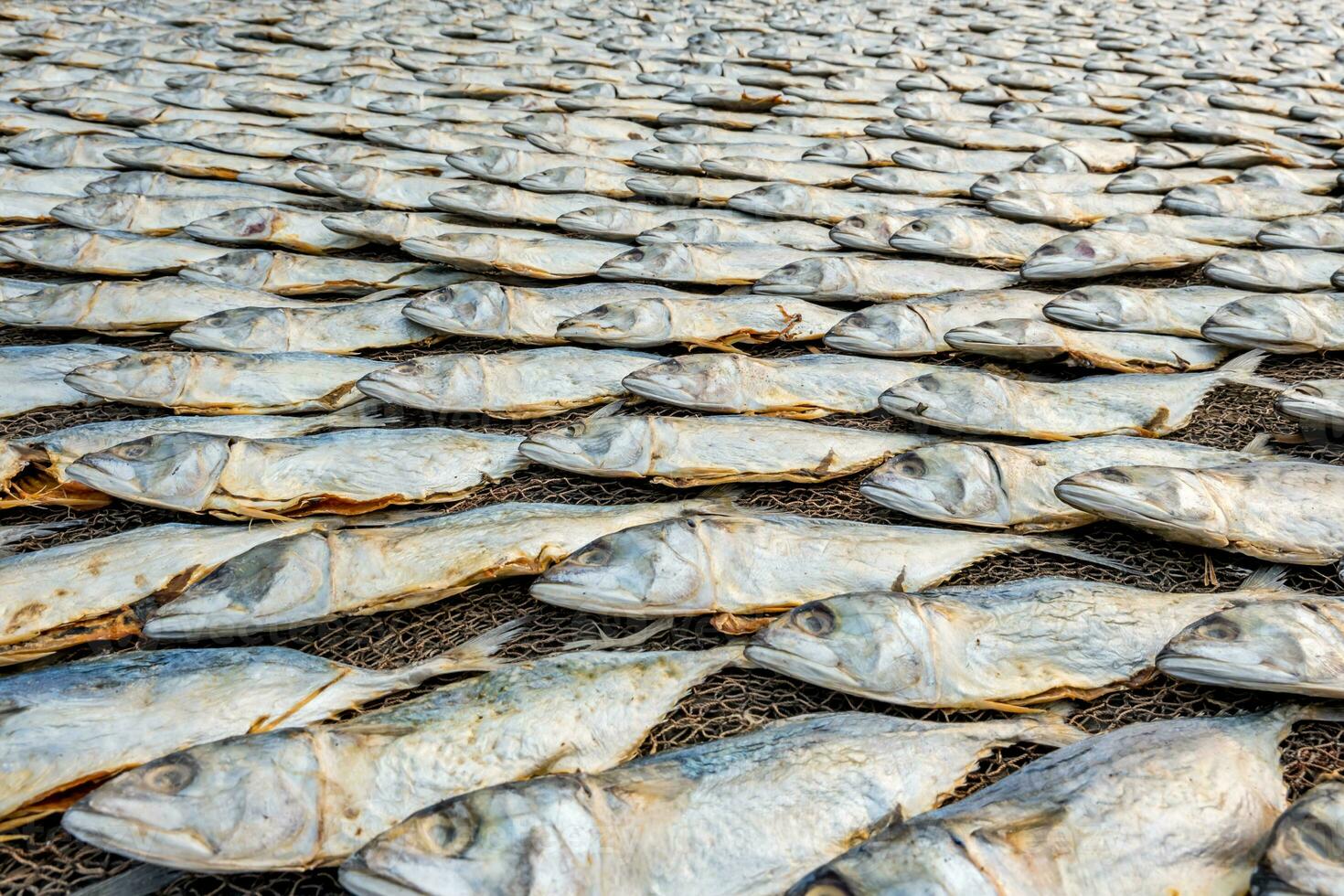 righe di essiccazione sgombro o saba pesce su strada di oceano nel indiano villaggio. povero le zone di goa foto