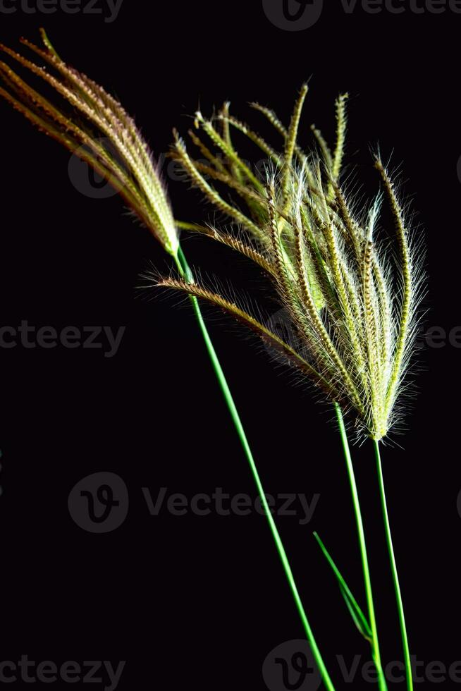 fiore di swallen finger grass foto