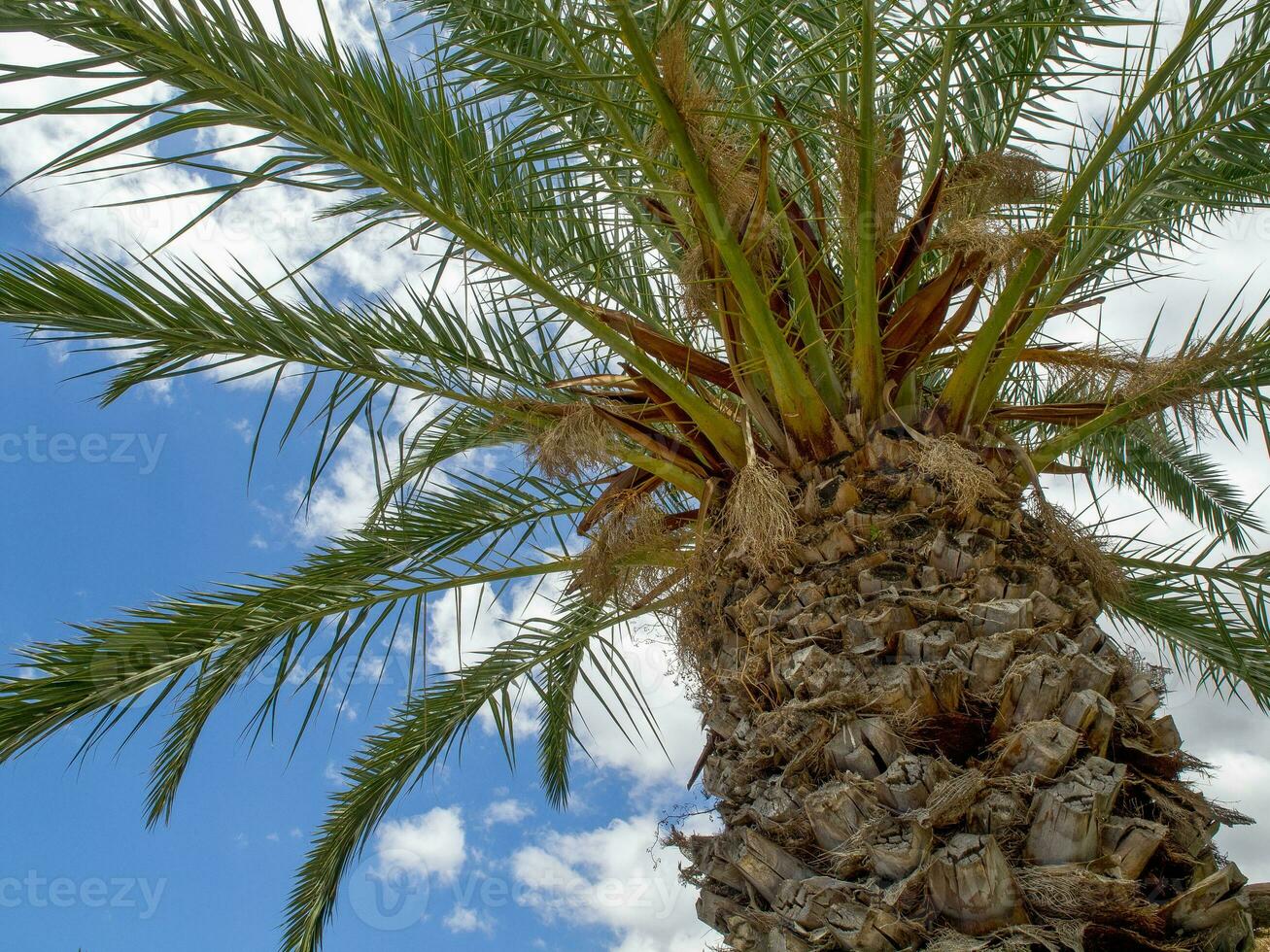 primavera tempo nel funchal Madera foto