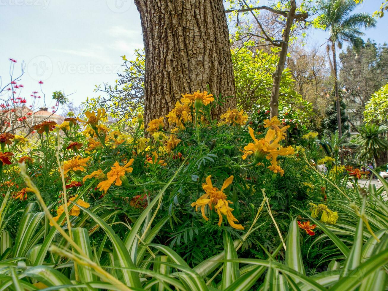 primavera tempo nel funchal Madera foto