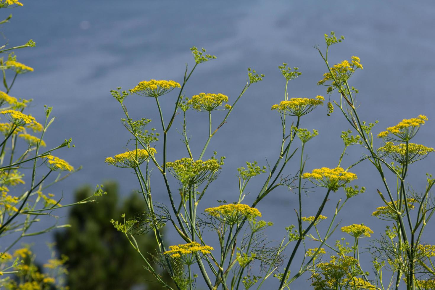 vegetazione nella regione della galizia, spagna foto