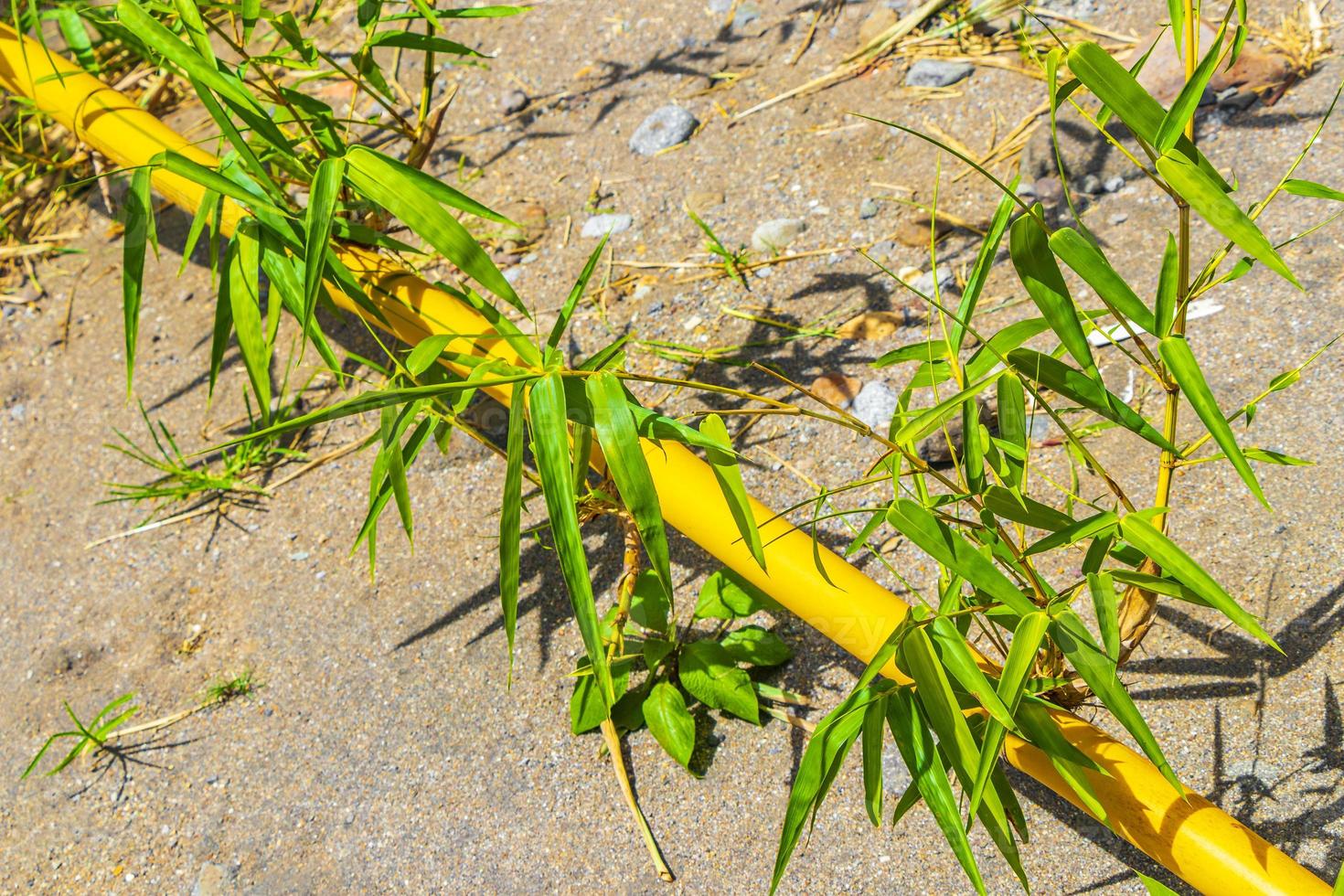 alberi di bambù giallo verde foresta tropicale san jose costa rica. foto