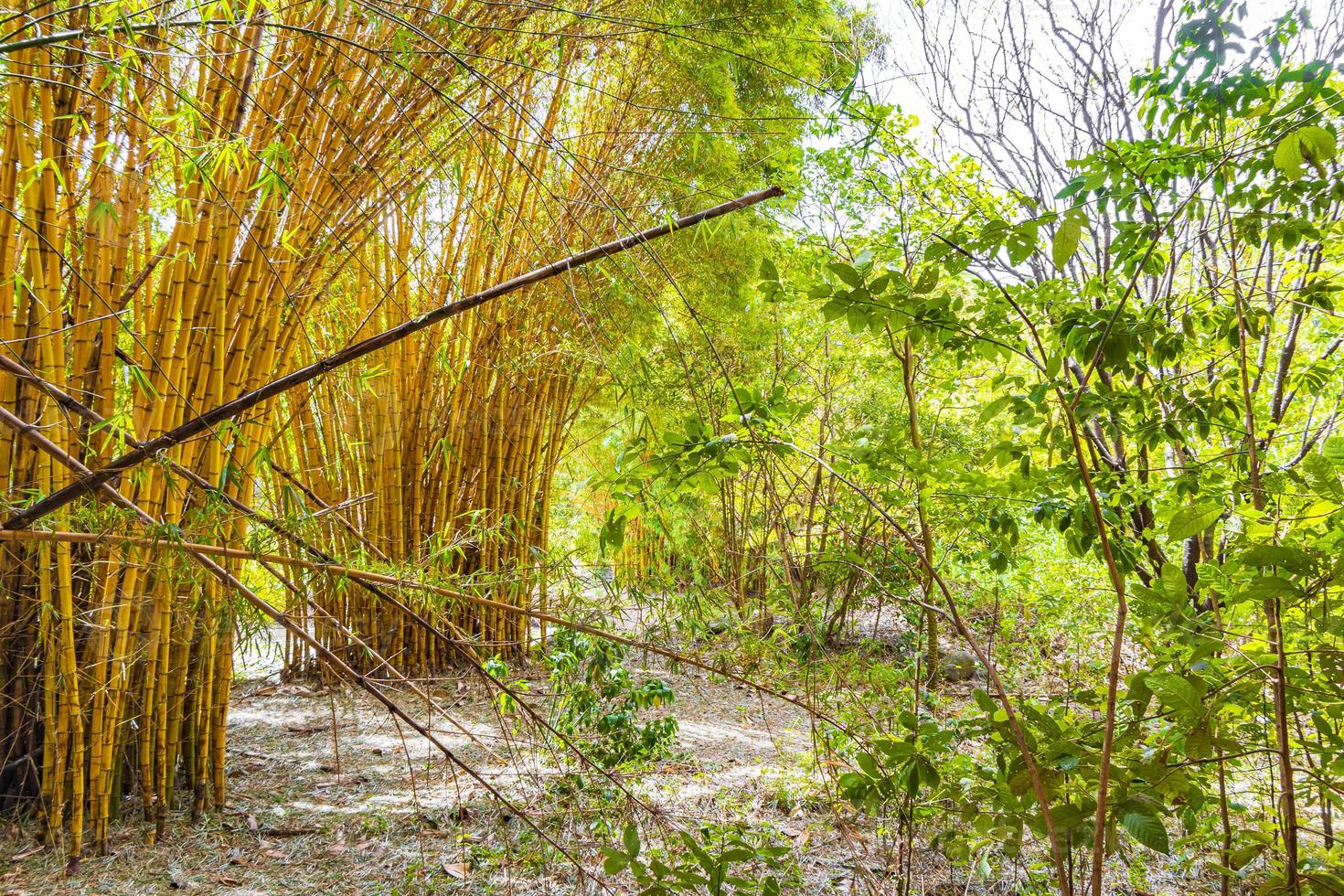 alberi di bambù giallo verde foresta tropicale san jose costa rica. foto