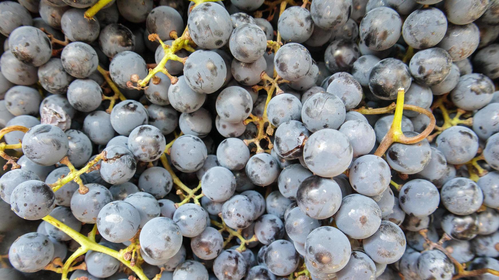 raccolta di uve mature. sfondo di uve da vino rosso. foto