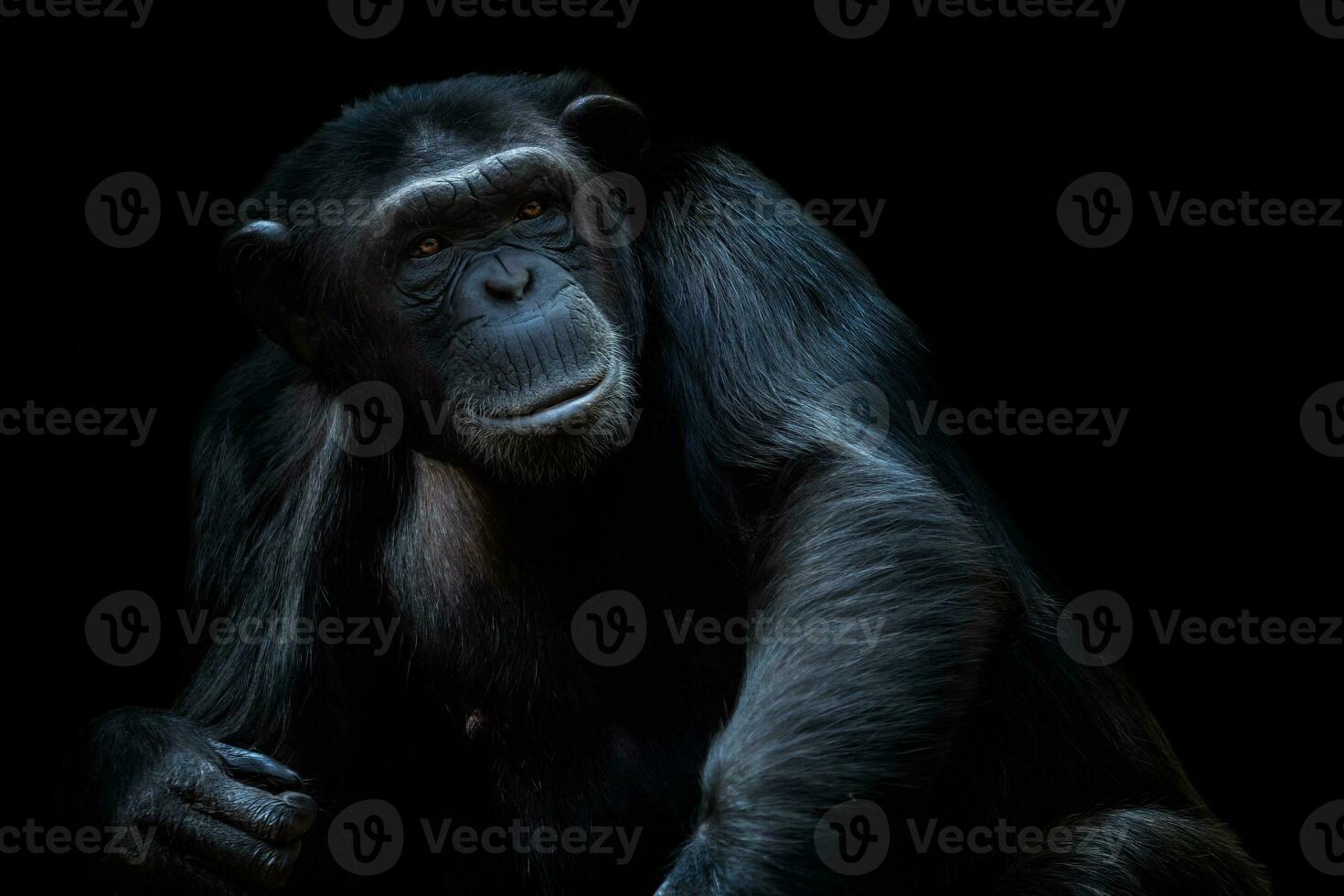 ritratto di il scimpanzé, padella trogloditi su nero sfondo foto