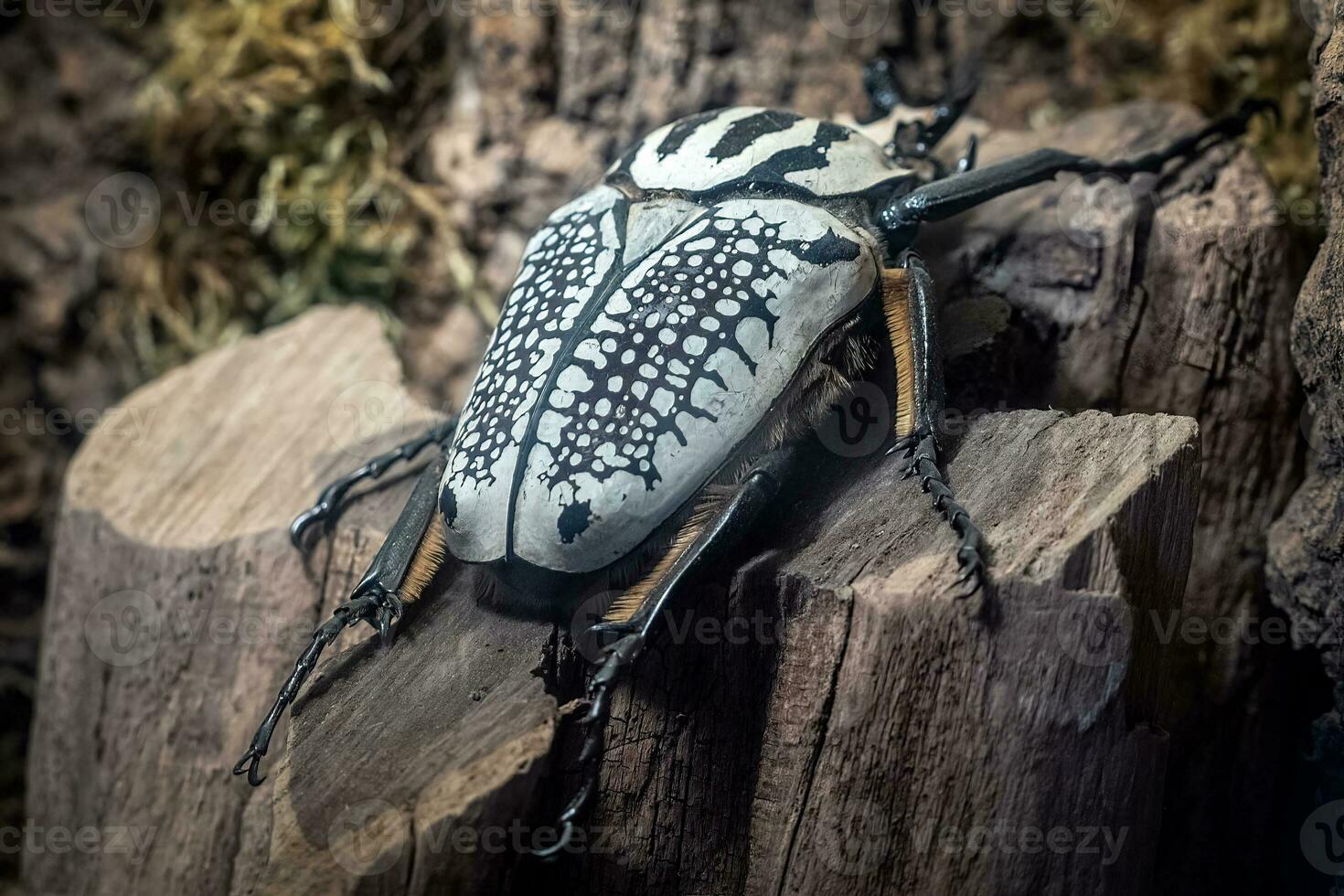 Golia scarafaggio, goliato. il maggiore scarafaggio su un' albero tronco. foto