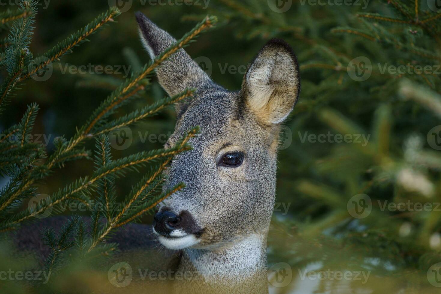 capriolo cervo nel foresta, capreolus capreolo. selvaggio capriolo cervo nel natura. foto