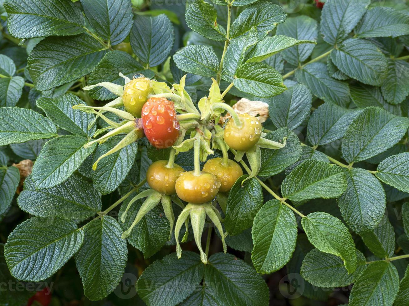 rosa canina che matura su un cespuglio di rosa rugosa foto