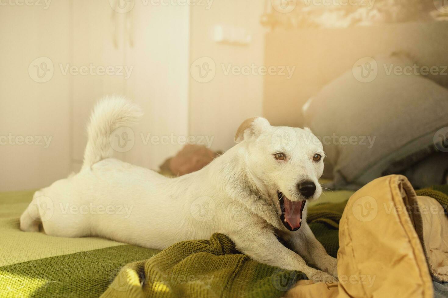 tema con un' di razza cane - foto per vario temi con cani