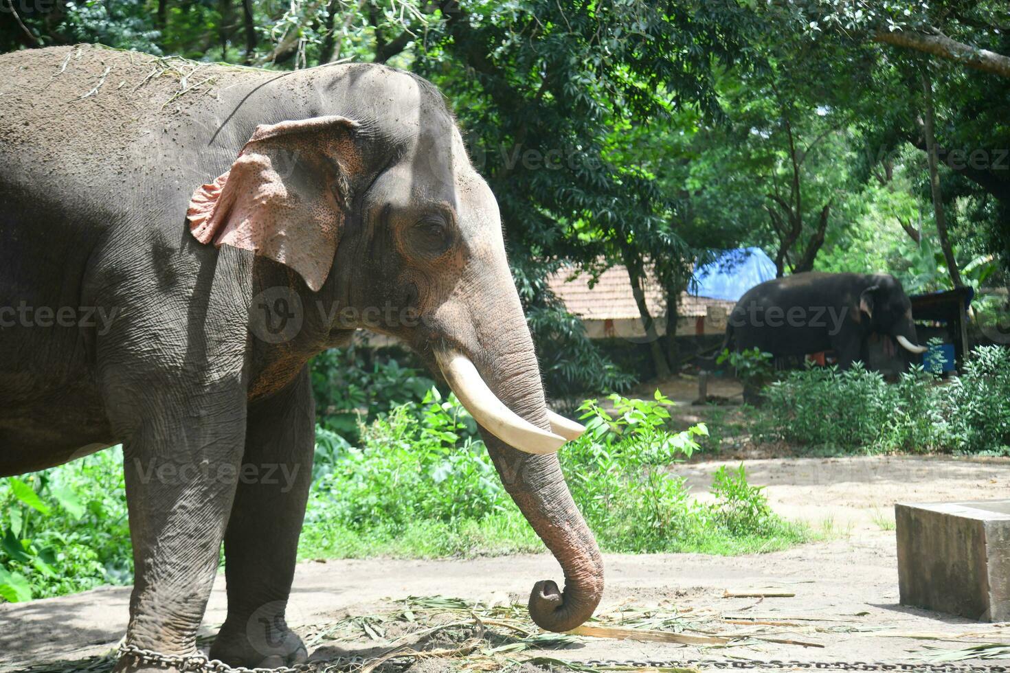 asiatico elefanti su kerala elefante campo azione immagini. foto