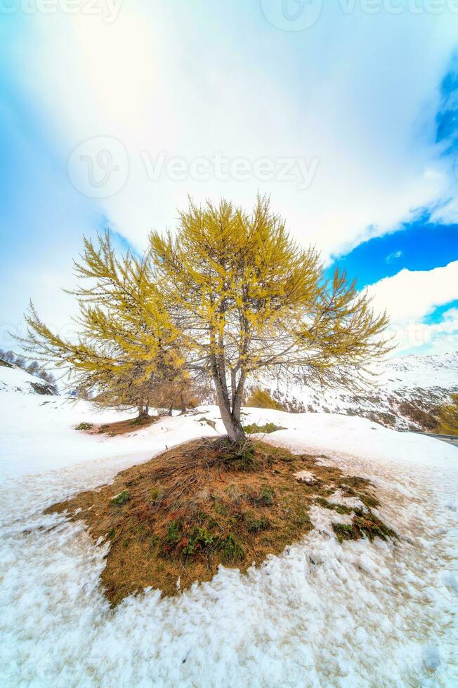 un' larice nel autunno su il neve foto