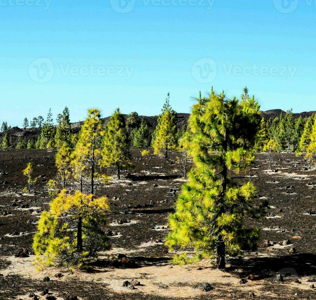 un' campo di giallo pino alberi nel il mezzo di un' sterile paesaggio foto