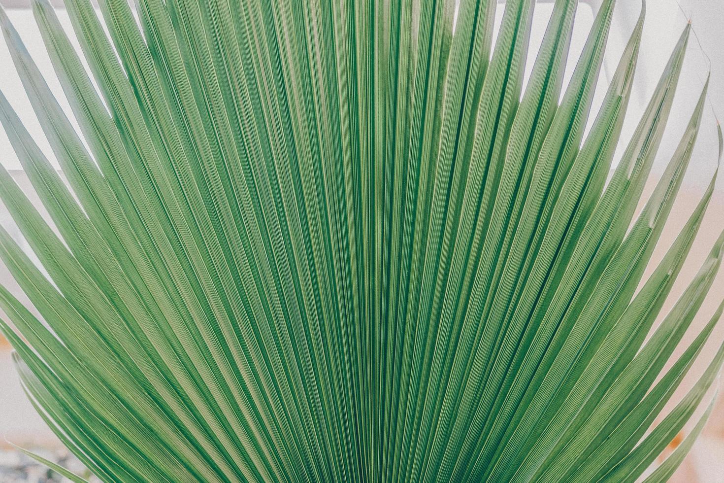 palmetto aperto a ventaglio foto