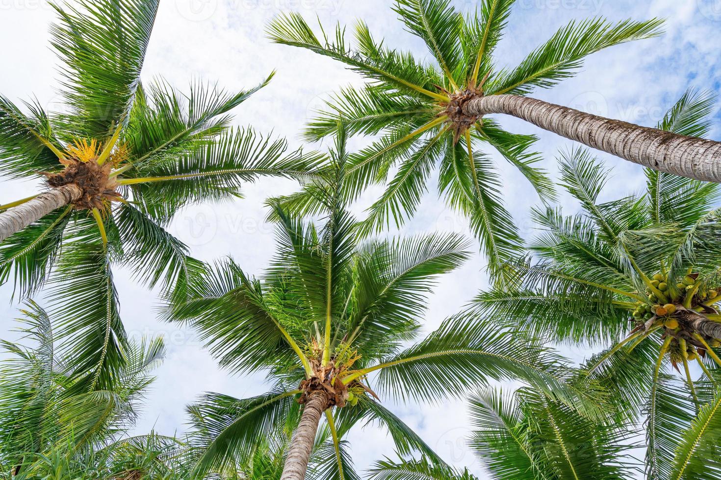 vista dal basso alla foglia di palme tropicali foto