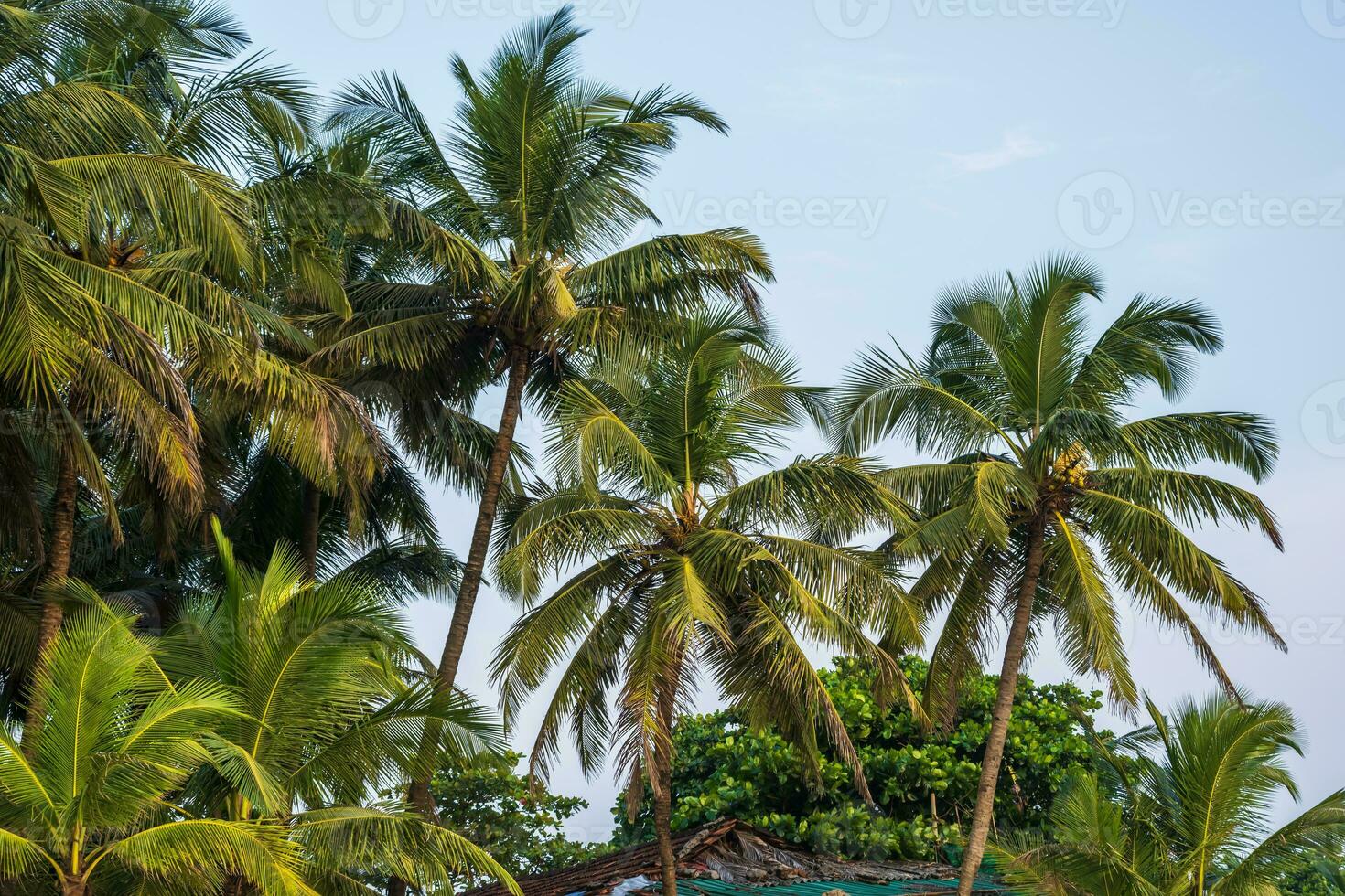 Noce di cocco alberi palme contro il blu cielo di India foto