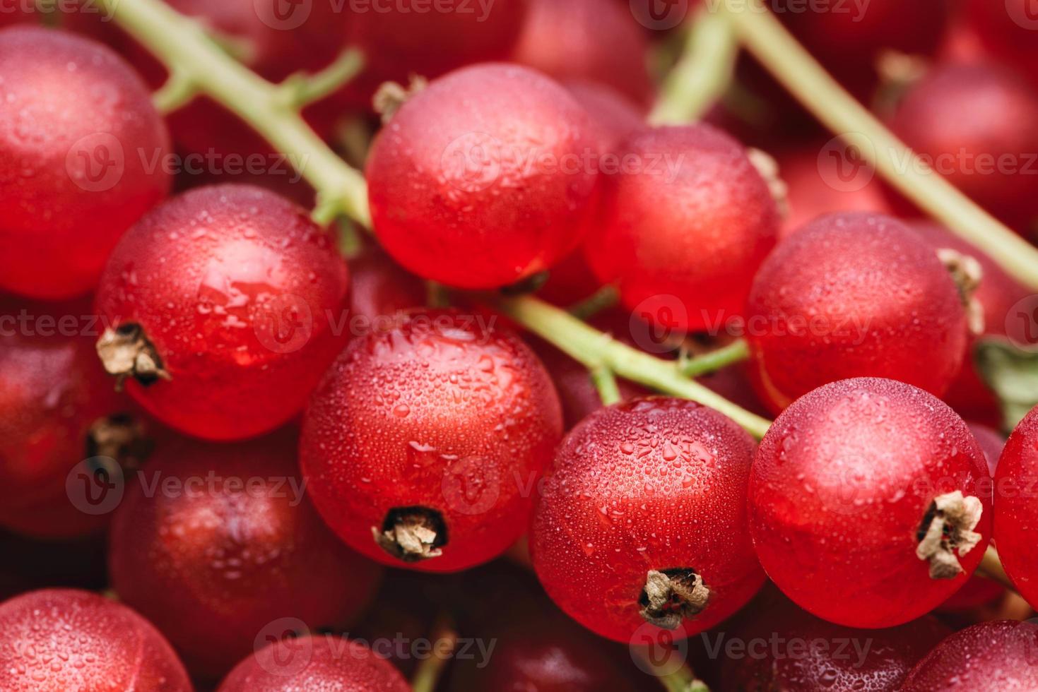 bacche di ribes rosso con gocce d'acqua foto