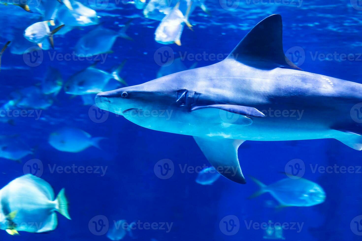 squalo nel il acqua. acquatico creatura. acqua mondo. mare, oceano, lago e fiume fauna. zoo e zoologia. foto