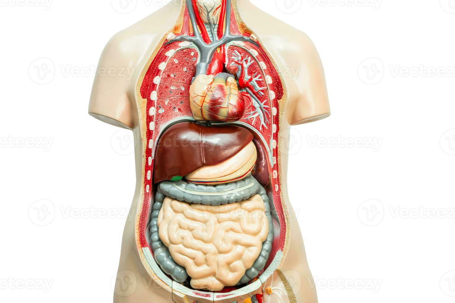 umano rene modello anatomia per medico formazione corso, insegnamento medicina formazione scolastica. foto