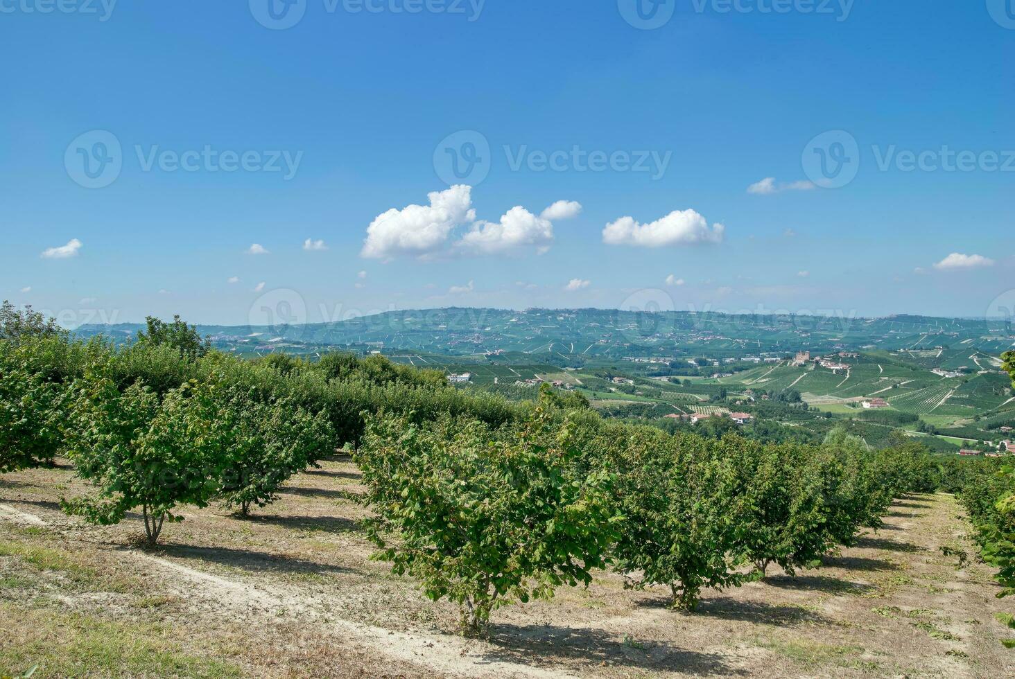 nocciola piantagione nel Piemonte, Italia foto