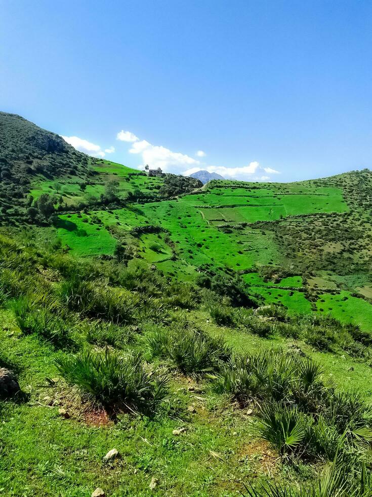 selvaggio palma alberi su superiore di il montagna foto