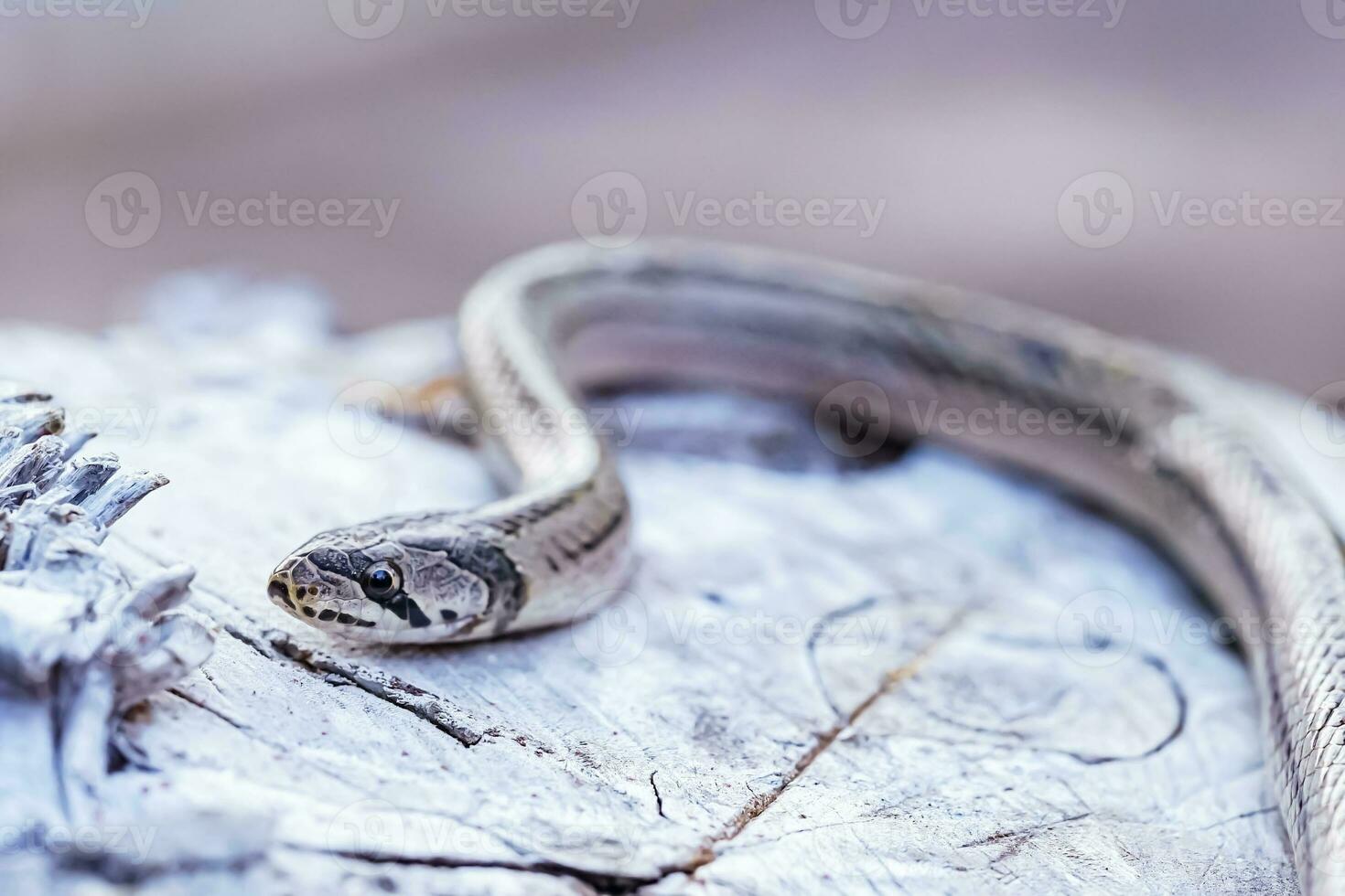 un' piccolo serpente fotografato a vicino gamma esso è un' posto quello arriva su per trova cibo durante il giorno. chi siamo a rischio di diventare vittime di piccolo serpente cacciatori. foto