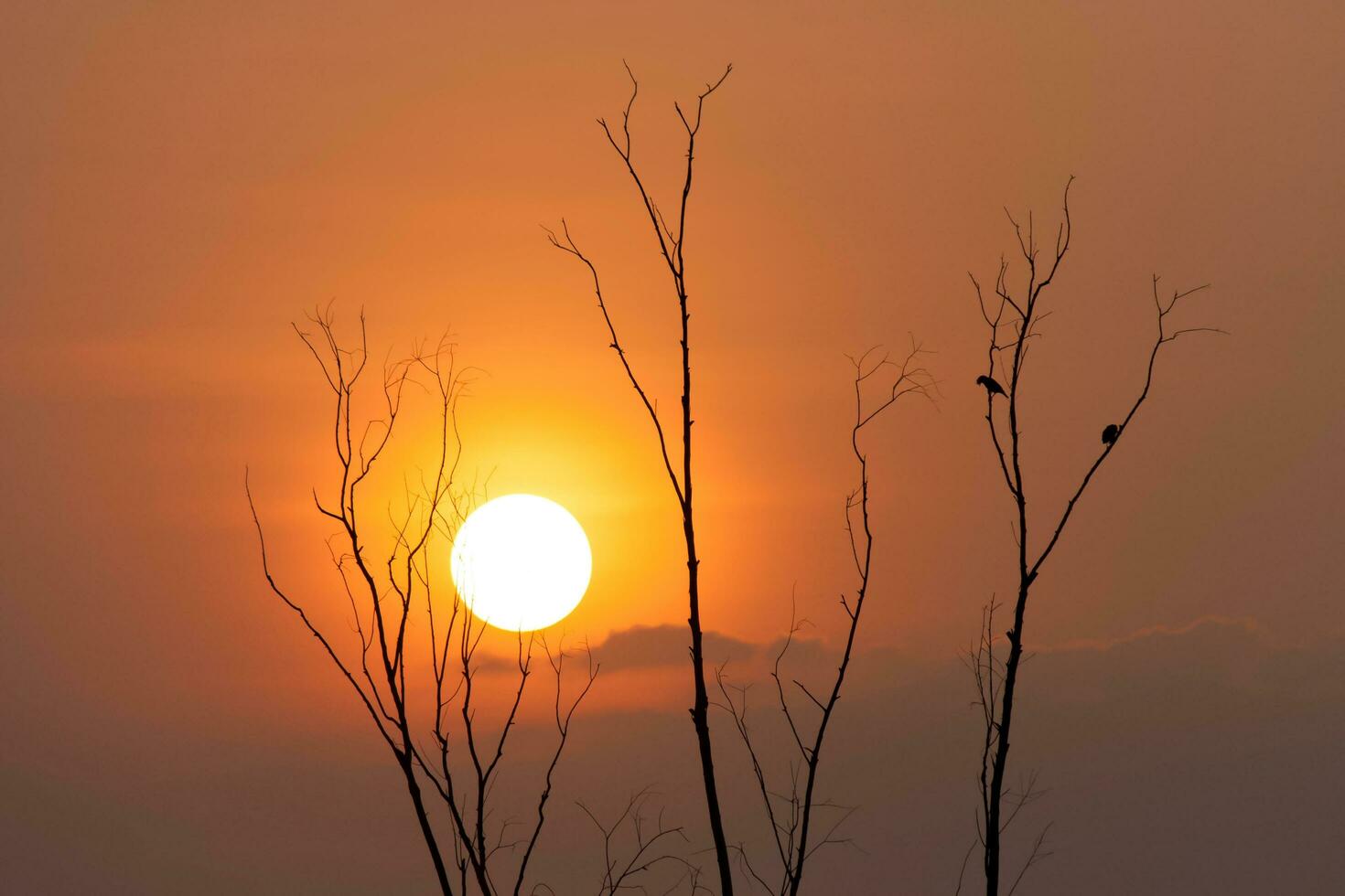 albero e tramonto foto