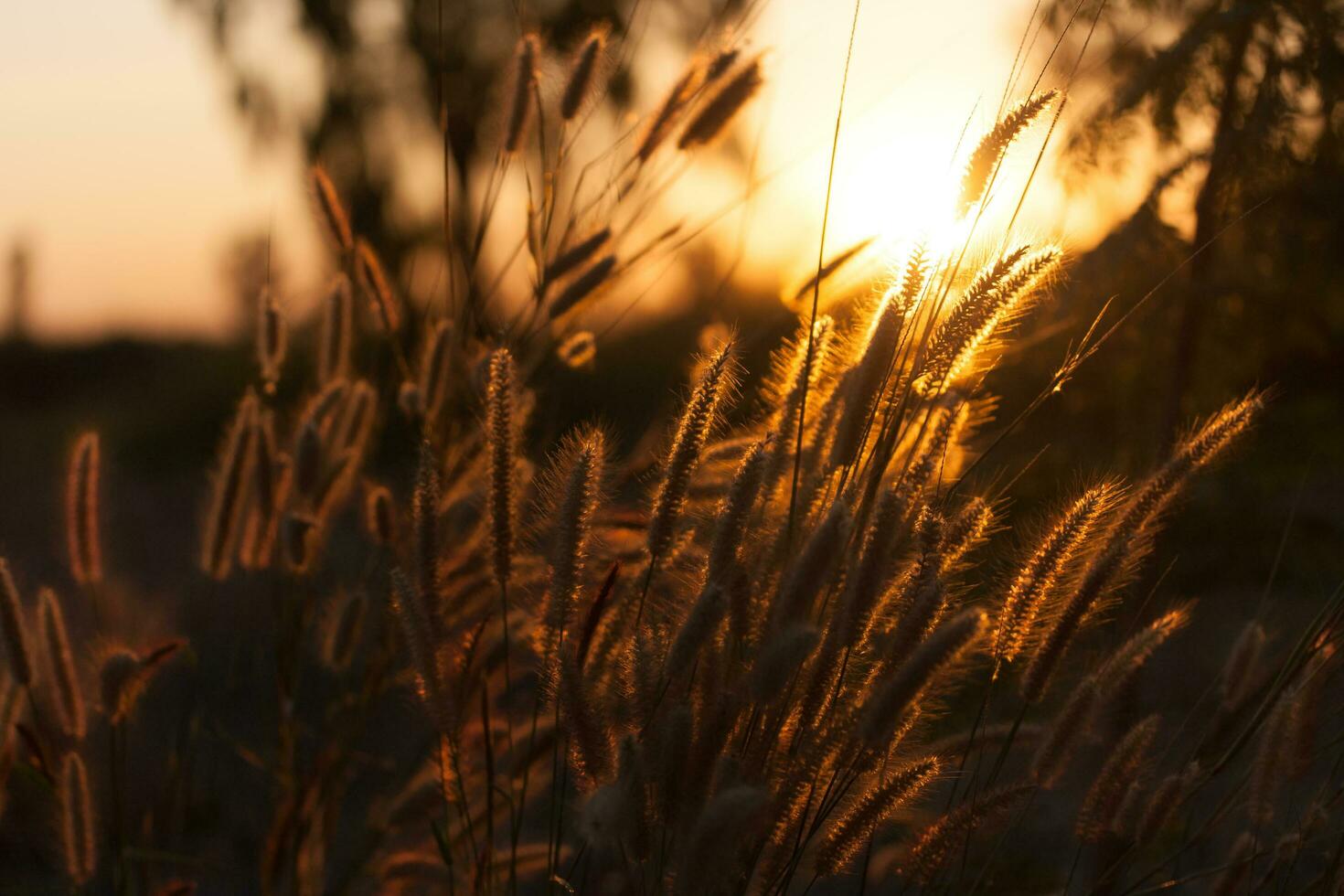 pennisetum fiore nel tramonto foto