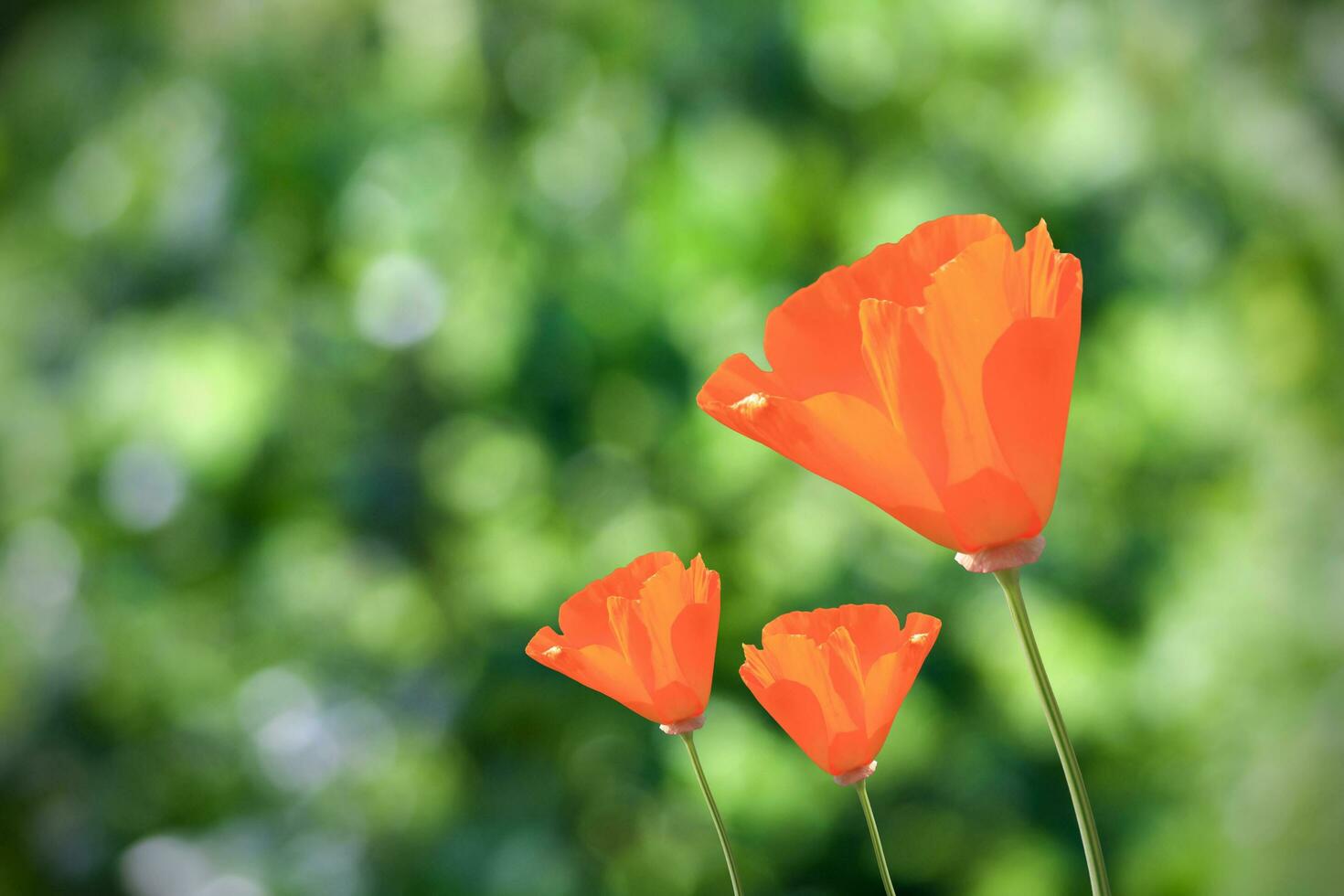 fiori di papaveri arancioni foto