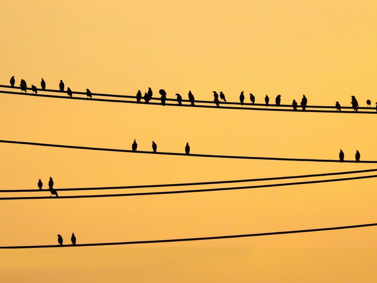 mynas uccelli seduta su fili e tramonto cielo foto