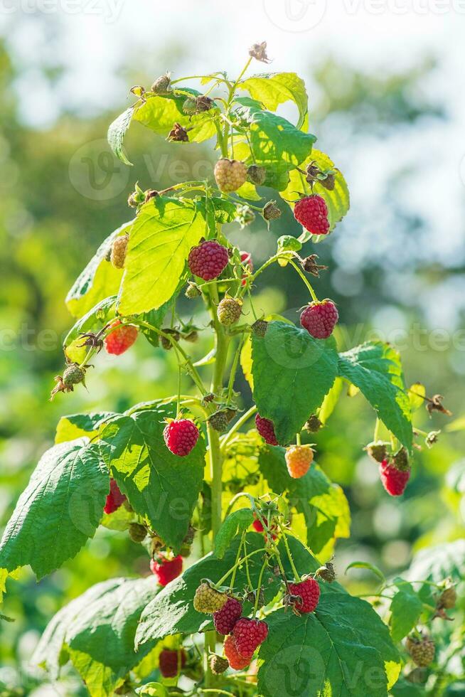 lampone cespuglio con maturo e acerbo frutti di bosco e verde le foglie su un' soleggiato giorno. salutare cibo. foto