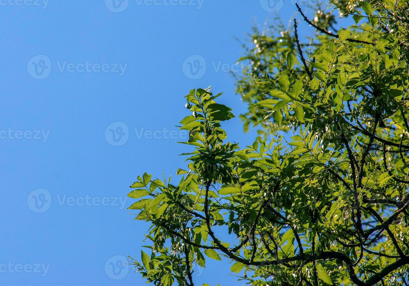 lanterna albero o d'oro pioggia albero. botanico nome koelreuteria paniculata. Comune deciduo strada albero. foto