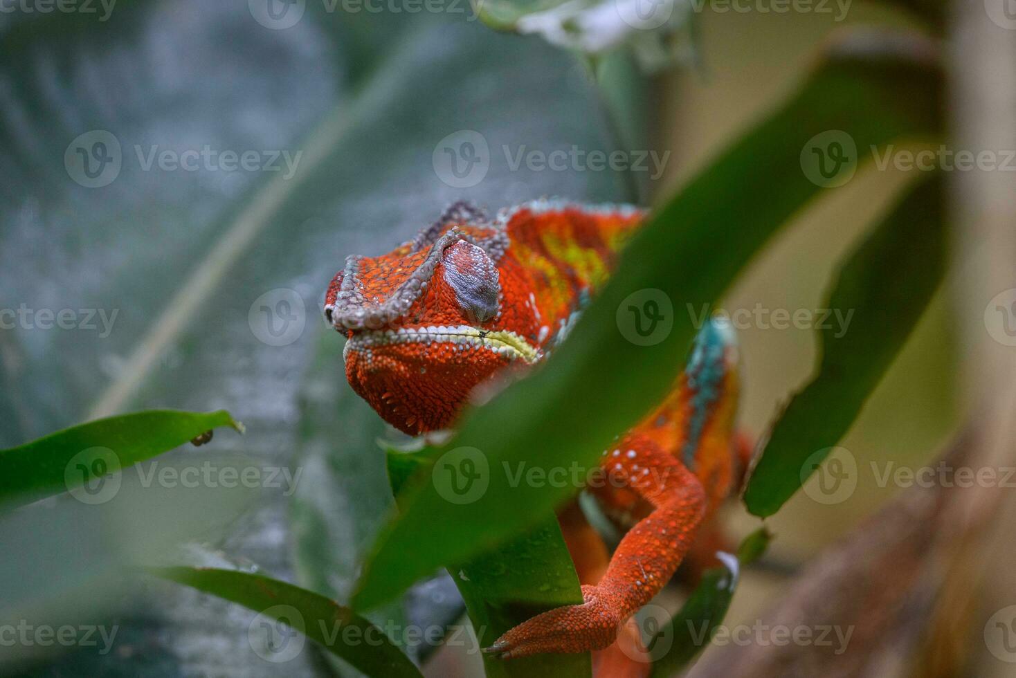 serpenti e lizrad nel Germania foto