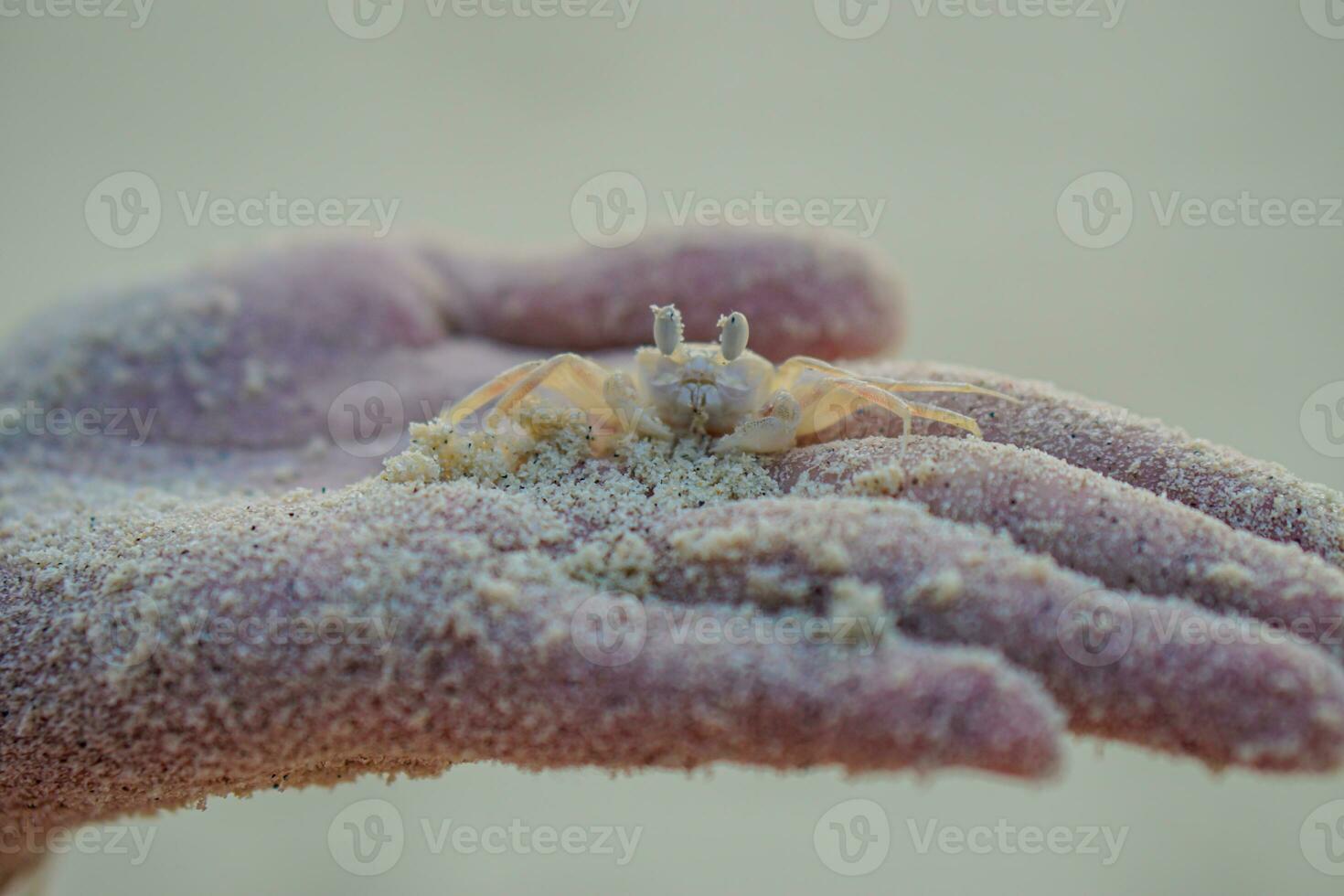 vicino su piccolo Granchio a piedi nel un' di persona mani a il oceano foto