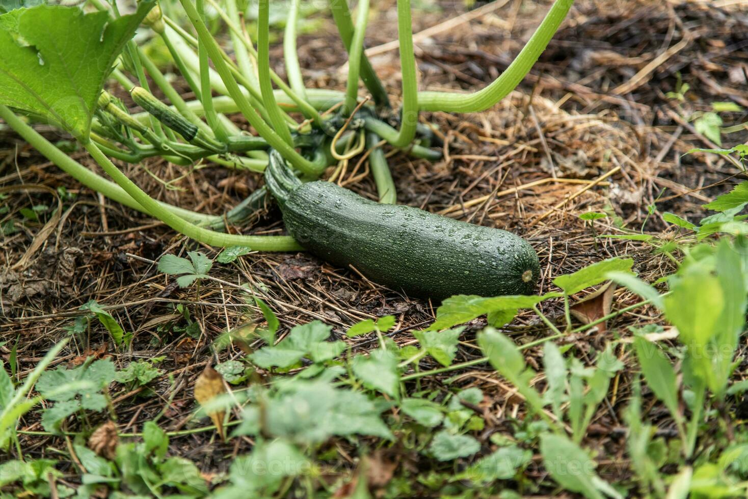 verde zucchine cresce su un' giardino letto. foto