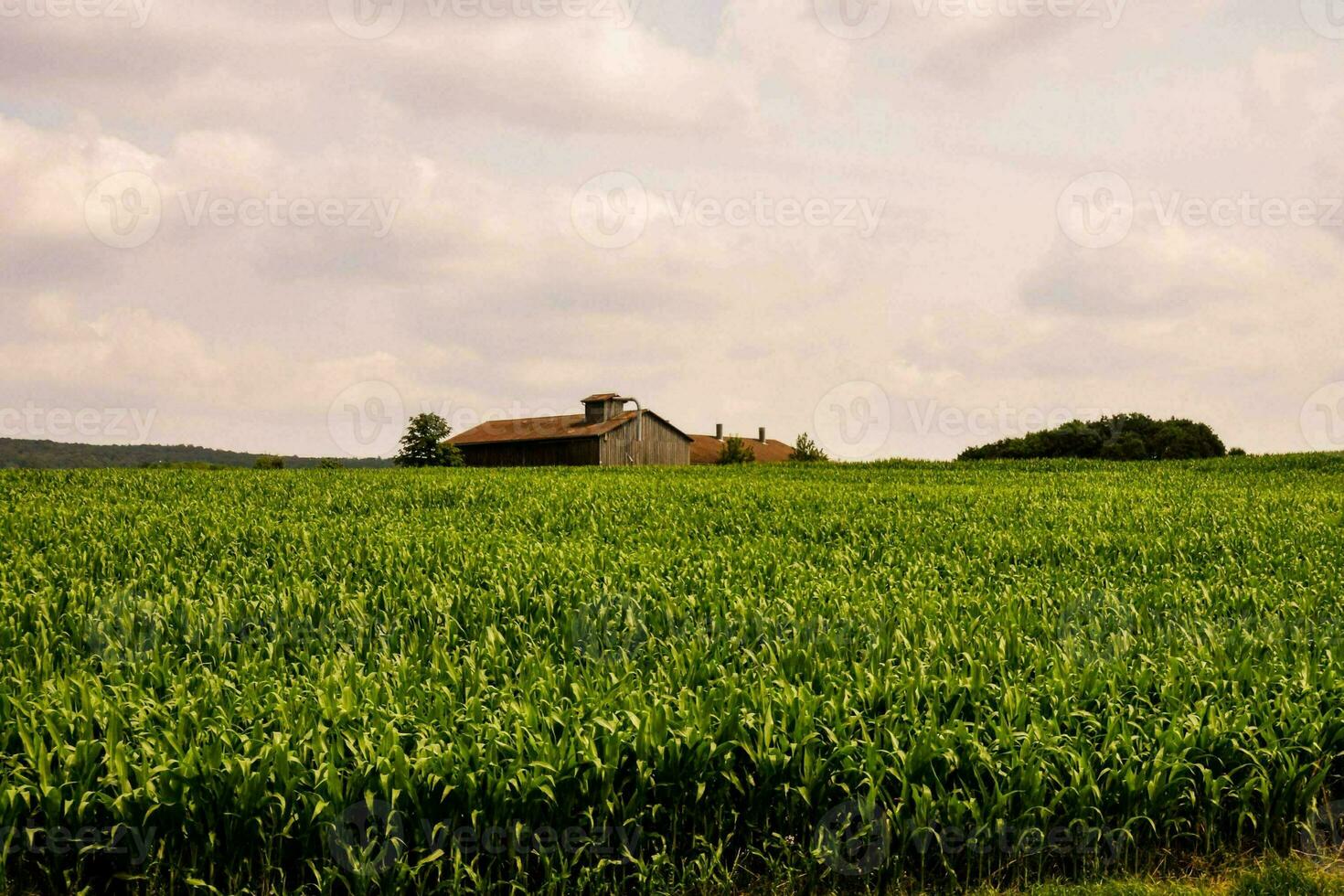 un' azienda agricola nel il mezzo di un' Mais campo foto