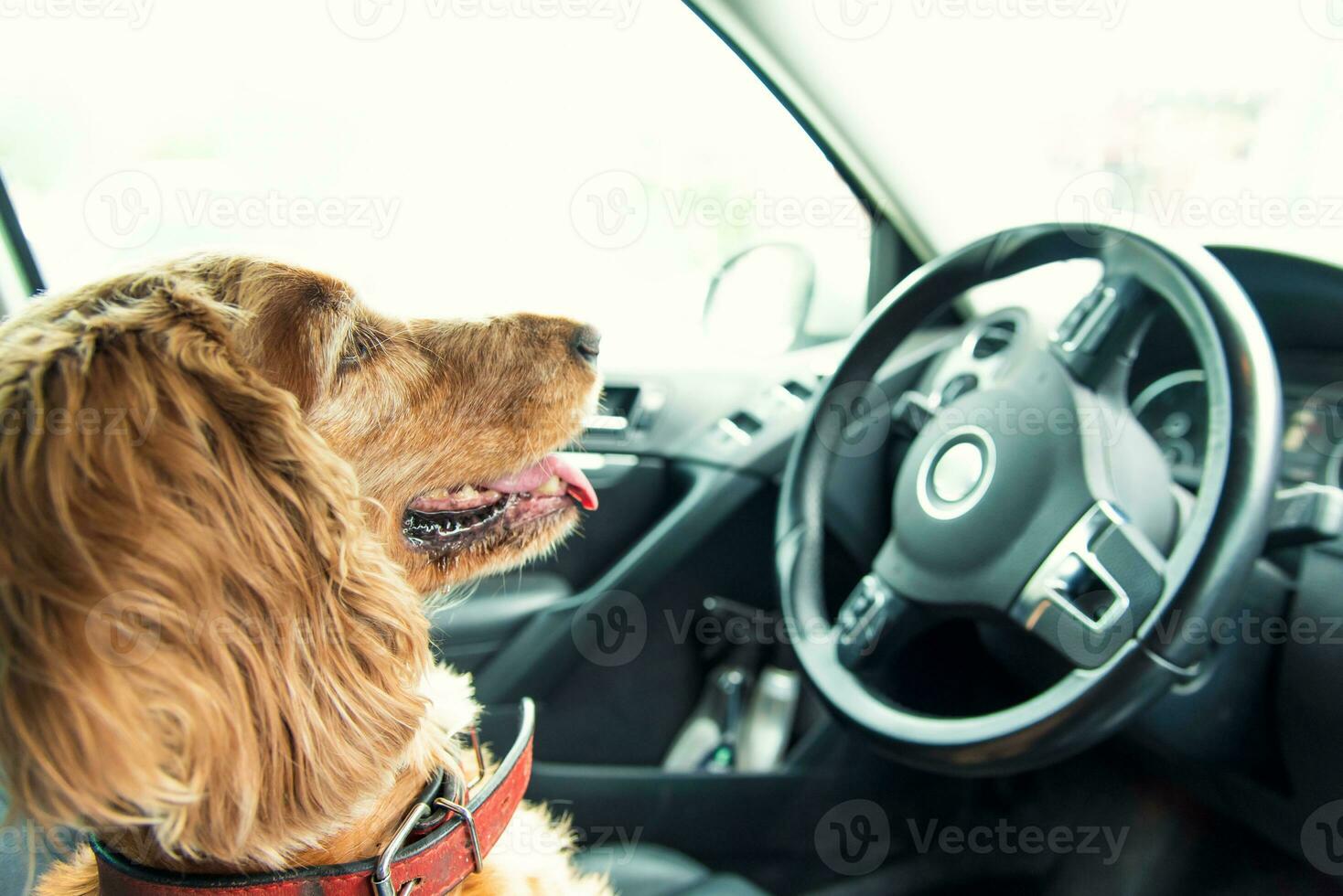 bellissimo cane razza cocker spaniel seduta nel il auto nel il autisti posto a sedere a il ruota foto