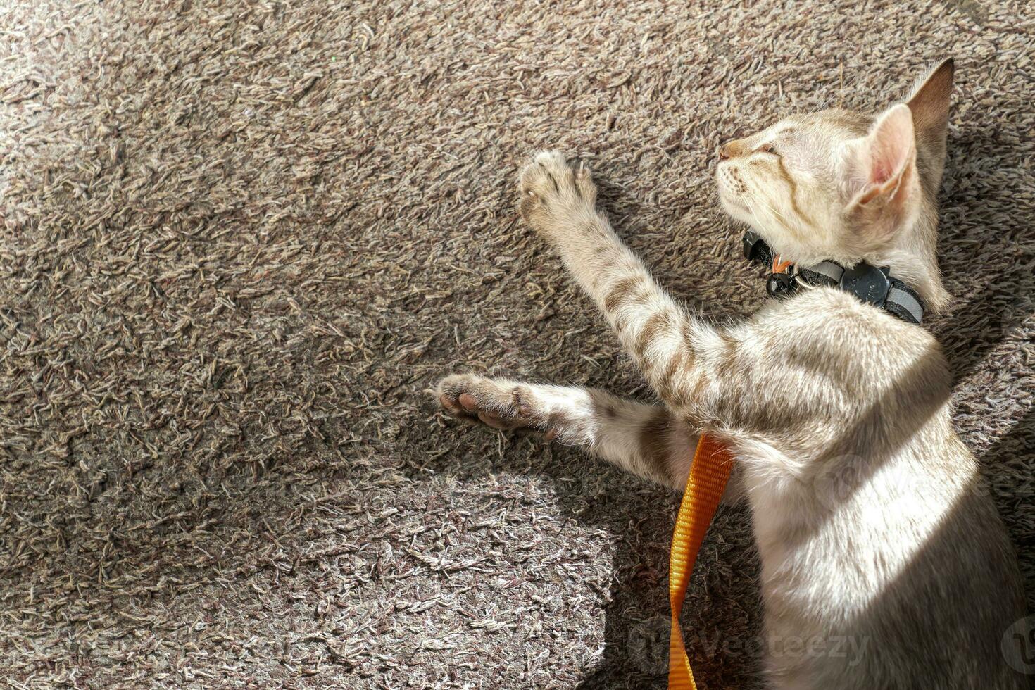 su il tappeto quello era posto su il legna pavimento, il grigio e Marrone gattino gatto era addormentato nel il ombra di il luce del sole. foto