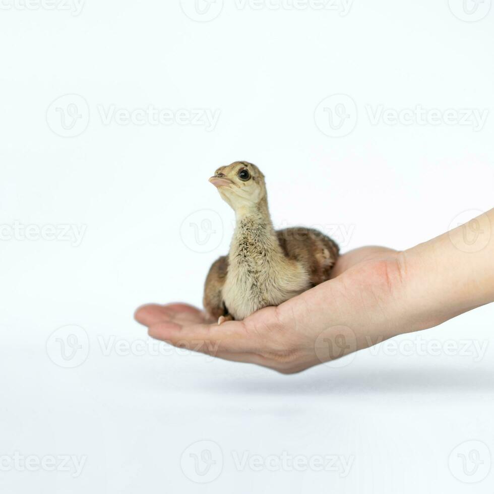 vicino su di un' leggero Marrone indiano pisello arroccato su un' umano mano trasformato nel il studio di fronte un' luminosa bianca sfondo. foto