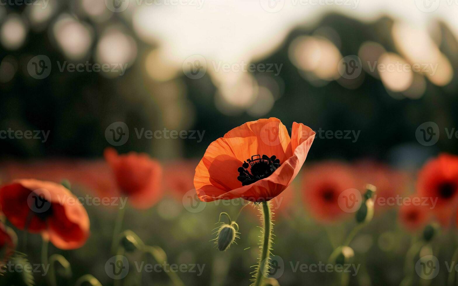 stilizzato rosso papavero su nero ricordo giorno simbolo ai generato foto