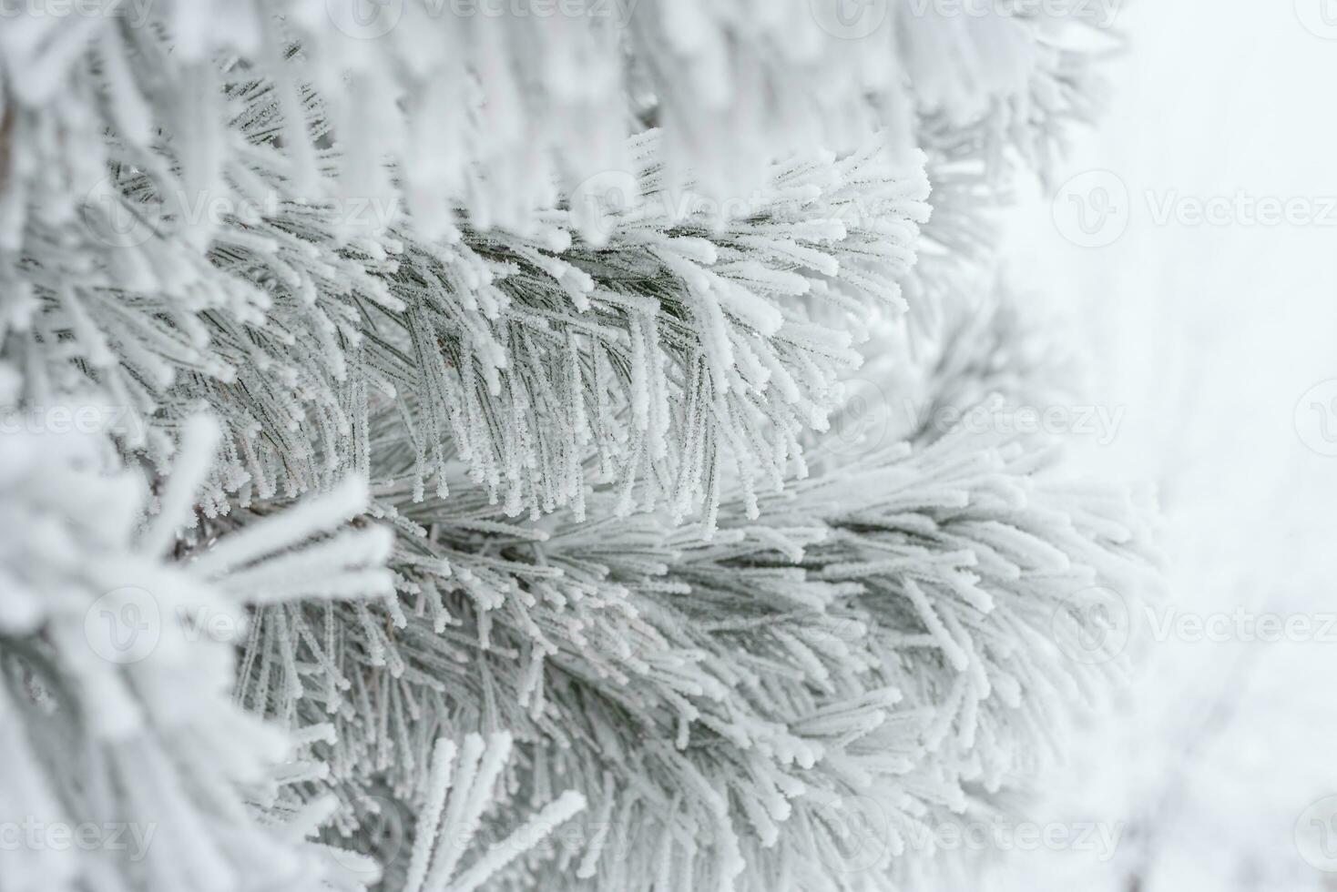 un' pino zampa è coperto con soffice neve nel inverno. foto