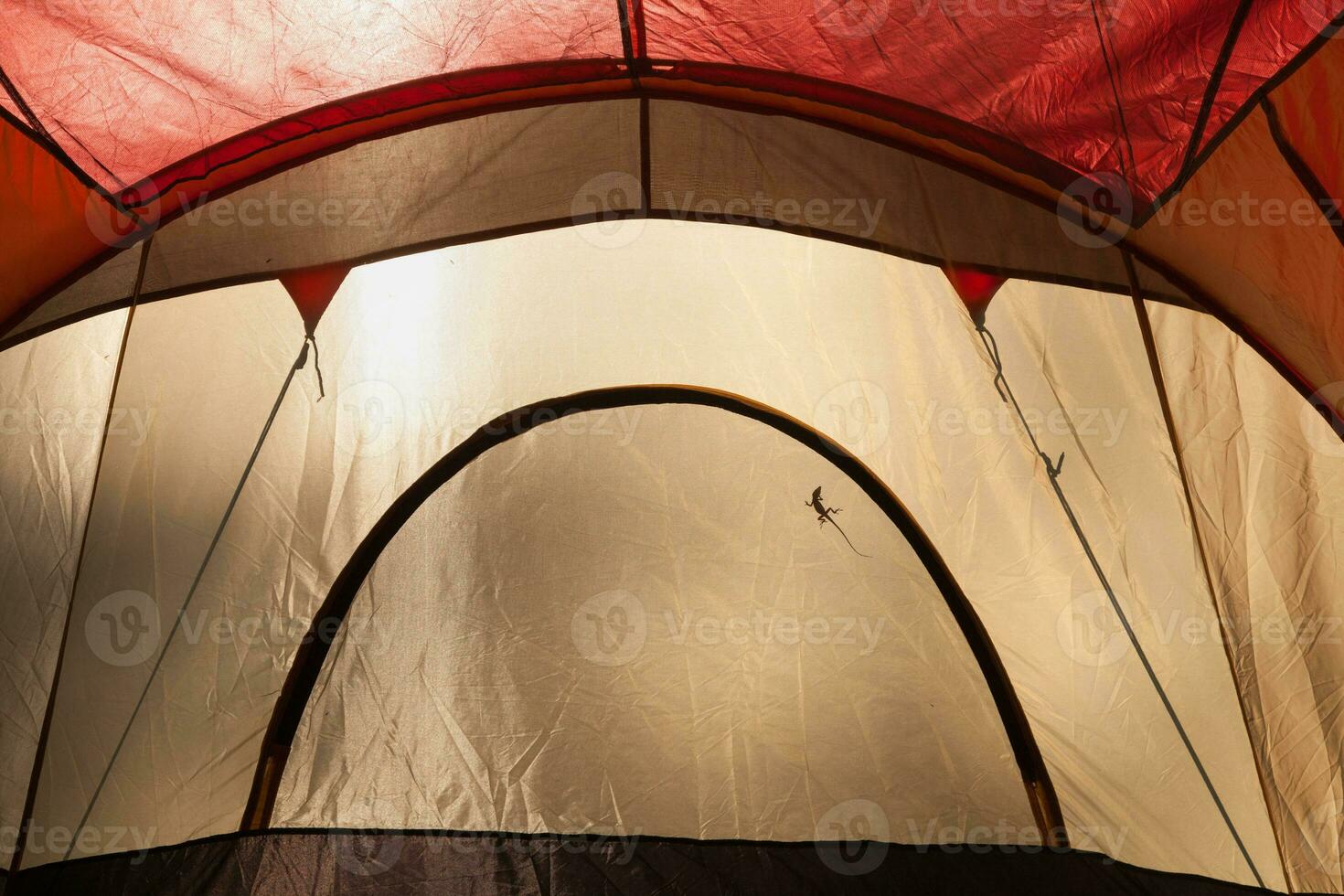 un' lucertola silhouette getto su il dentro di un' luce del giorno illuminato campeggio tenda. foto