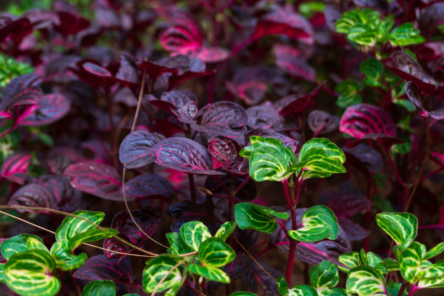 verde e viola iresina erbe è un' specie di fioritura pianta nel il amaranto famiglia, amaranthaceae. foto