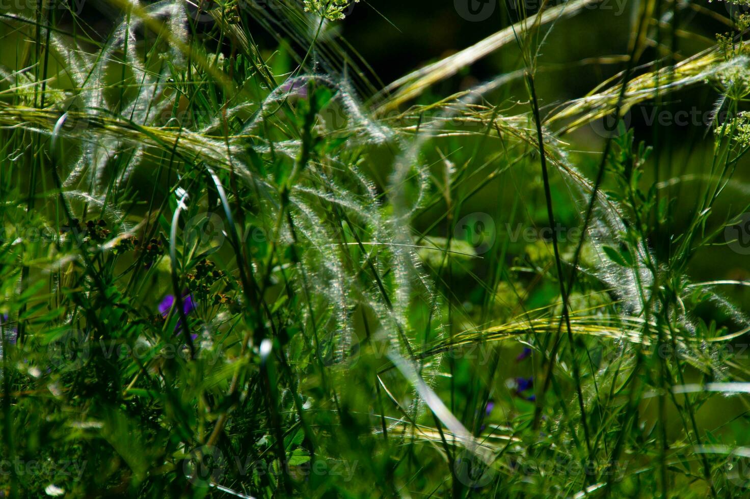 stipa pennata, val oste, italia foto