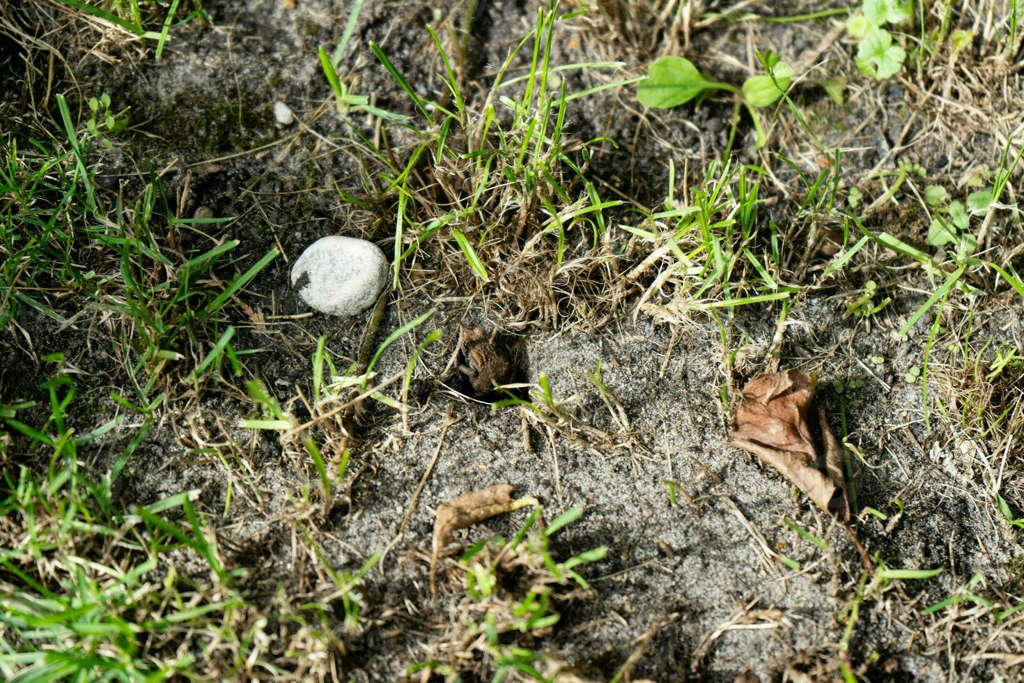 il Comune rospo bufo bufo nel il casa giardino foto