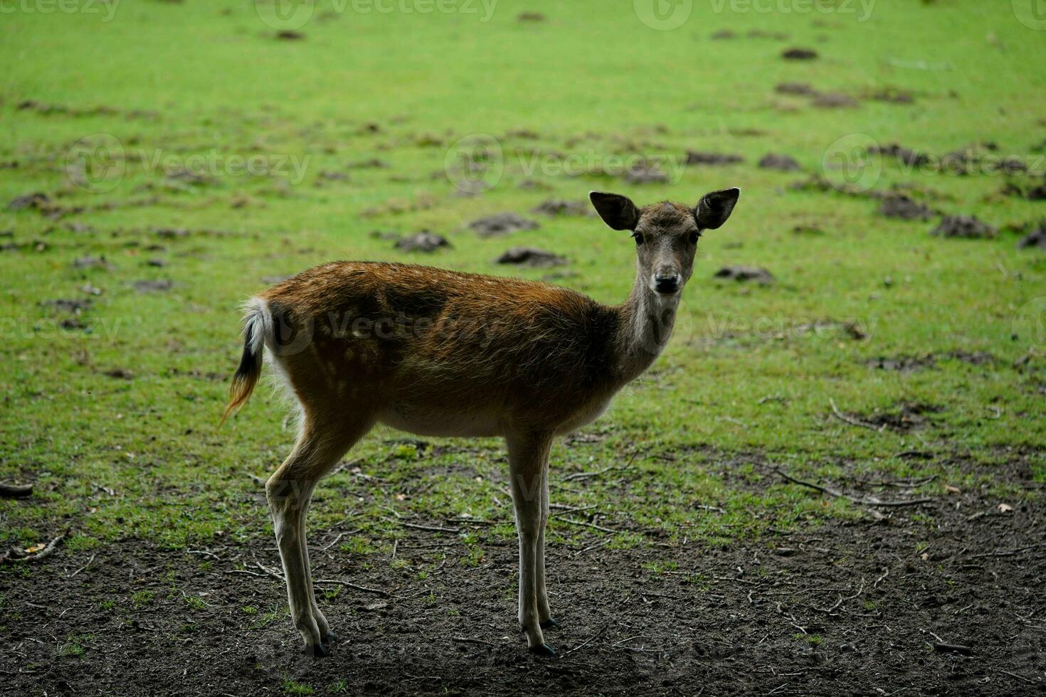 un' gruppo di selvaggio cervo nel blavanda Danimarca foto