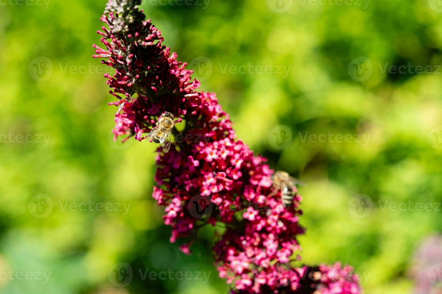 insetti su il farfalla cespuglio buddleja davidii foto