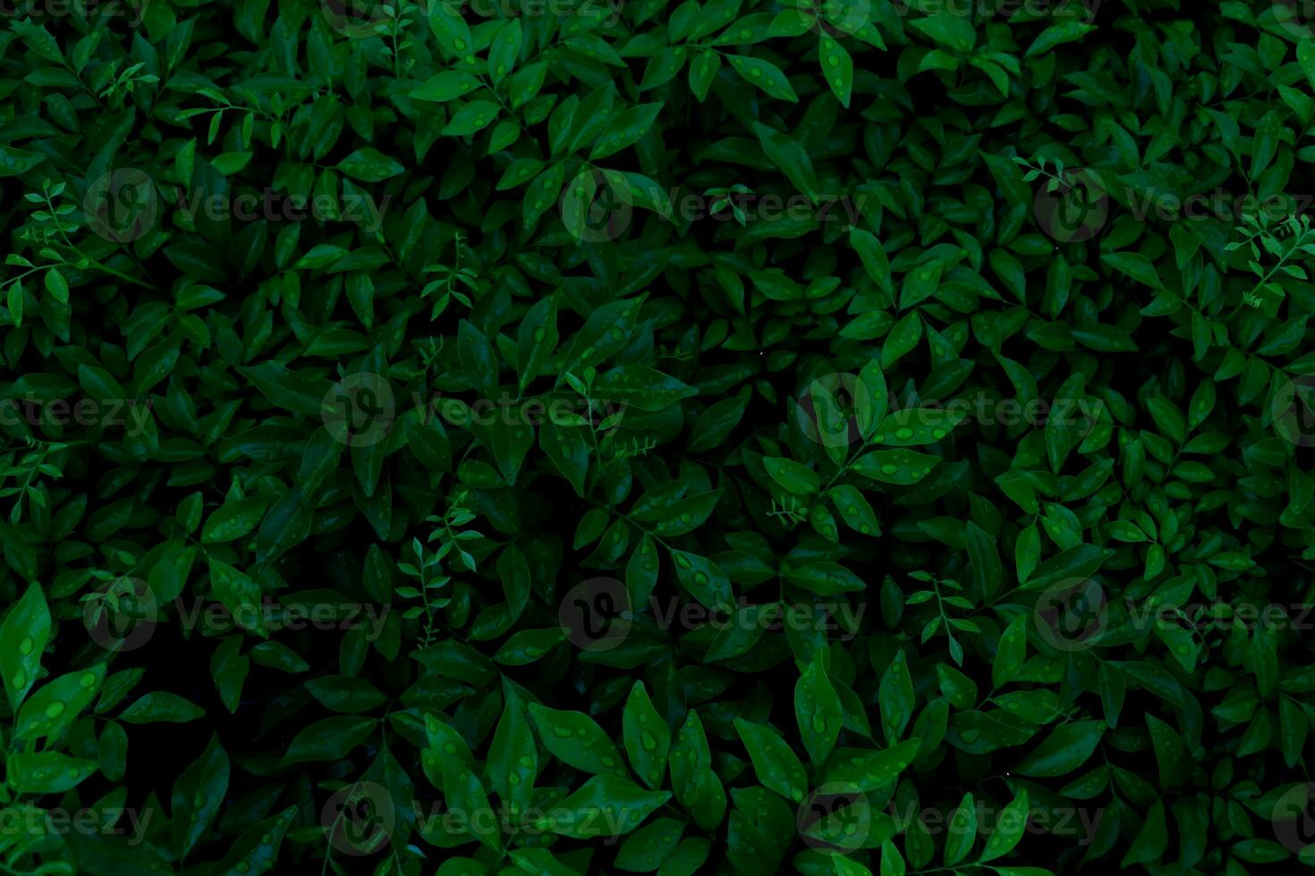 verde le foglie sfondo.verde le foglie con copia spazio.loro siamo colore tono buio nel il mattina.tropicale pianta nel thailandia, ambiente, buono aria,fresca.foto concetto natura e pianta. foto