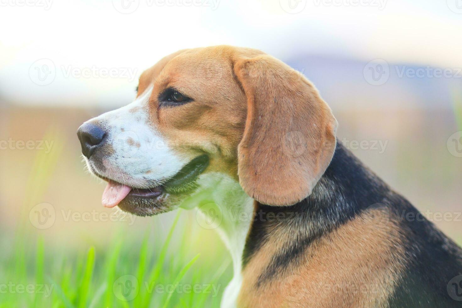 testa tiro ritratto di un' carino tricolore beagle cane seduta su il verde erba, sfondo bokeh ,tiro con un' superficiale profondità di campo . foto